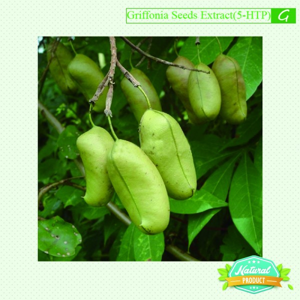 Griffonia Seeds Extract 5-HTP ≥25% 25kg/drum