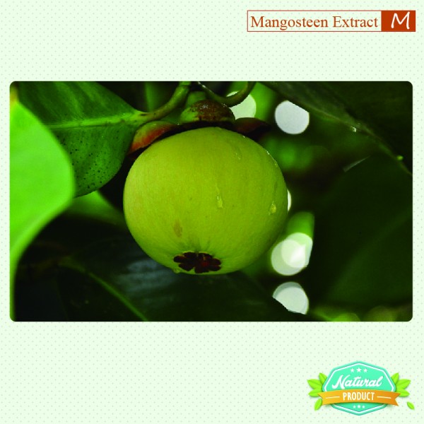 Mangosteen Extract alpha-Mangostin 10% 25kg/drum